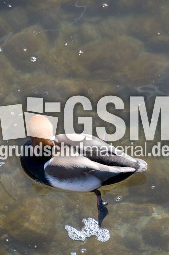 Kolbenente (3 von 5).jpg